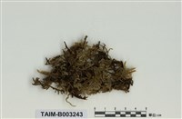 藏品(灰苔屬)的圖片